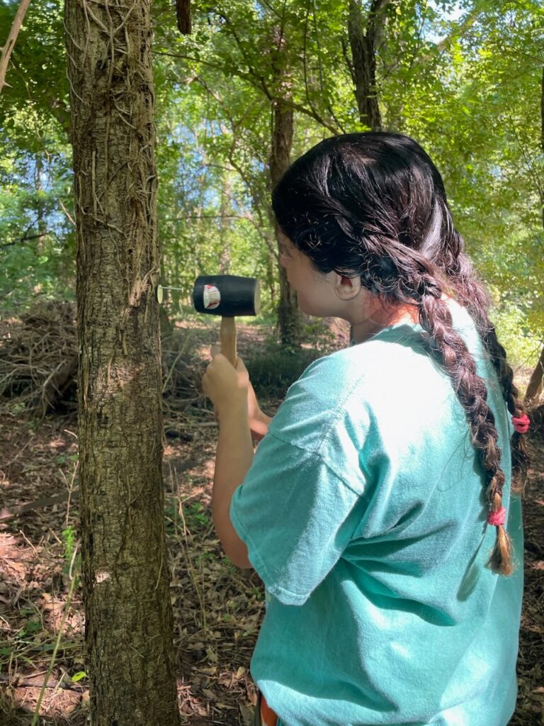 Elizabeth tagging trees and collecting bird watching data  
