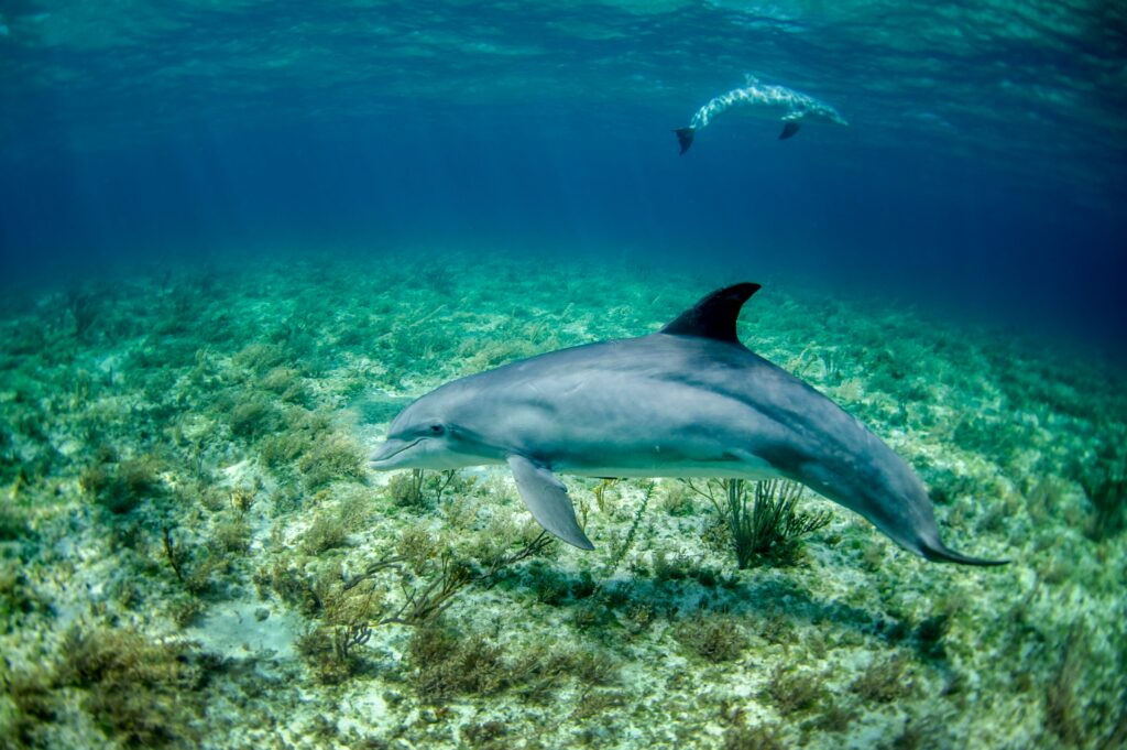 Two grey bottle nose dolphins underwater swimming over a dead reef. 